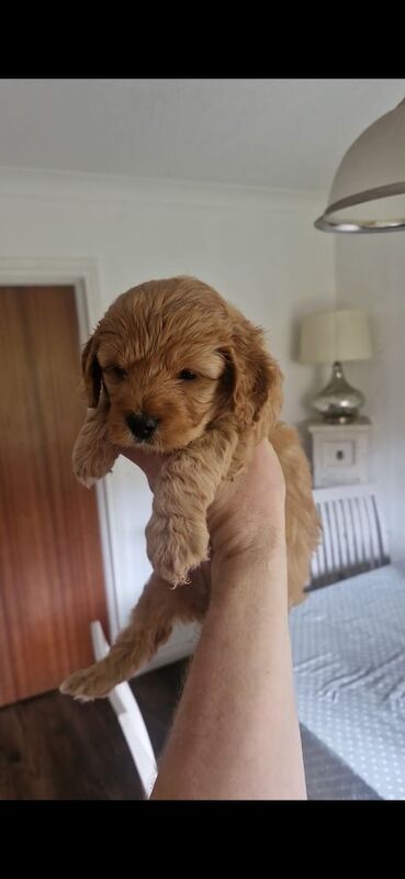 Cockapoo puppies for sale in Lisburn, County Down – 11 weeks old - Image 5 of 6