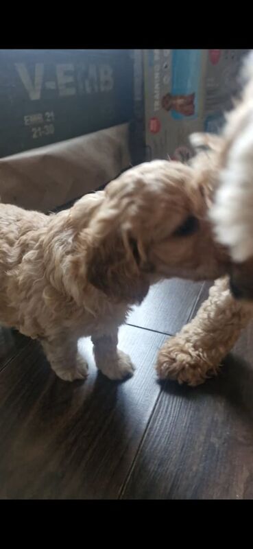 Cockapoo puppies for sale in Lisburn, County Down – 11 weeks old - Image 6 of 6