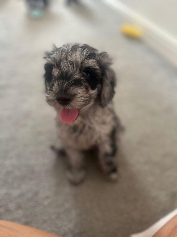 Cockapoo pups ready for forever home 🐶❤️ for sale in Tranent, East Lothian