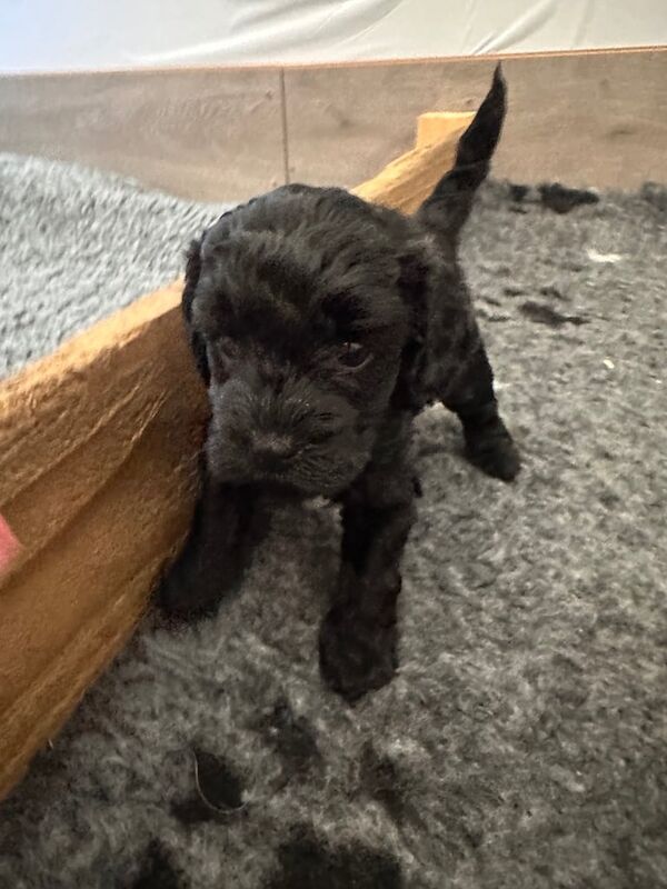 Cockapoo pups ready for forever home 🐶❤️ for sale in Tranent, East Lothian | Image 3