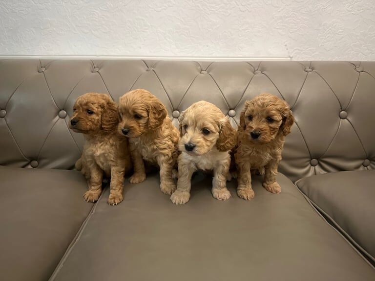 Cockapoo puppies for sale in Peterborough, Cambridgeshire – 5 weeks old