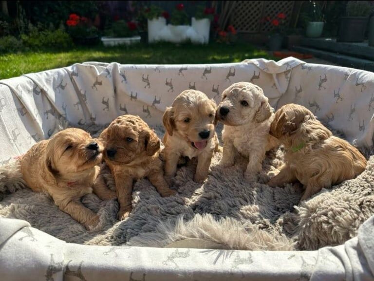 Cockapoo puppies for sale in Peterborough, Cambridgeshire – 9 months old - Image 2 of 3
