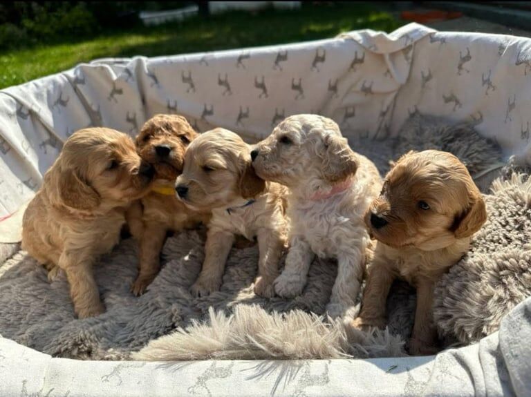 Cockapoo puppies for sale in Peterborough, Cambridgeshire – 9 months old - Image 3 of 3