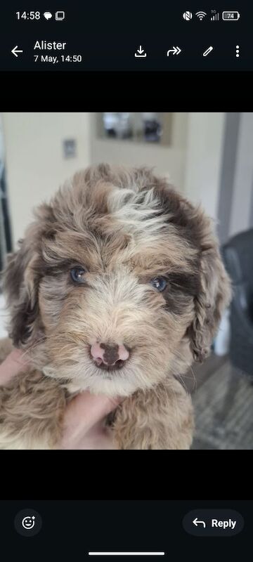 Cockapoo Rare!! Merle puppies blue eyes!!! .