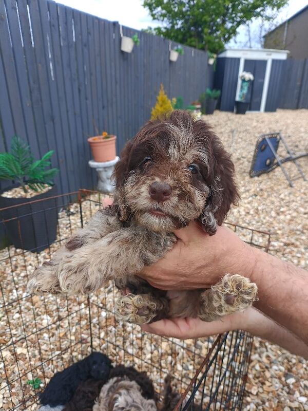 Cockapoo Rare!! Merle puppies blue eyes!!! . - Image 8 of 13