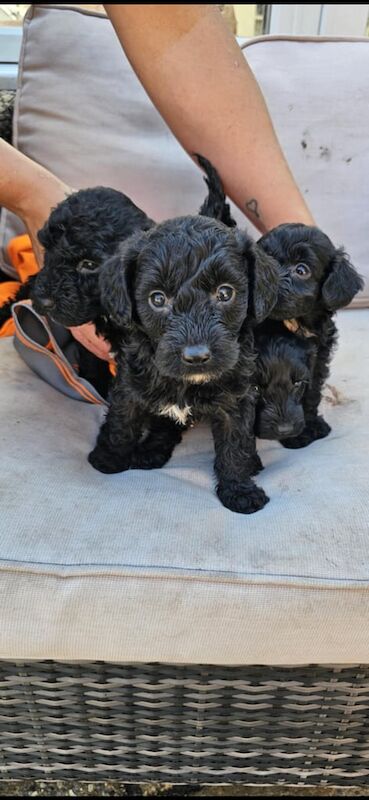 Cockapoo puppies for sale in Taverham, Norfolk – 7 weeks old