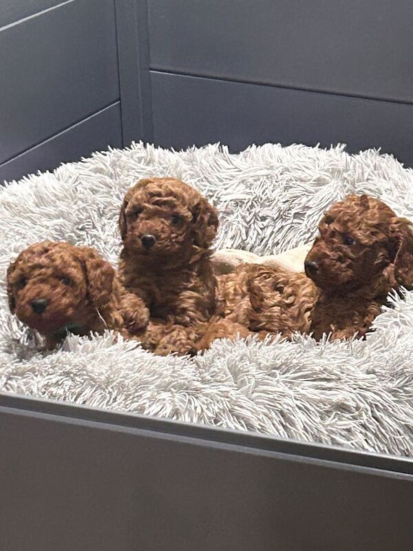Cockapoo Puppies For Sale