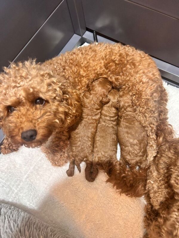 Cockapoo puppies for sale in Havant, Hampshire – 5 weeks old - Image 2 of 6