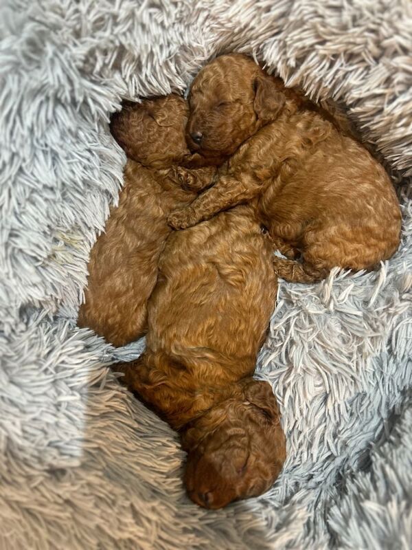 Cockapoo puppies for sale in Havant, Hampshire – 5 weeks old - Image 3 of 6