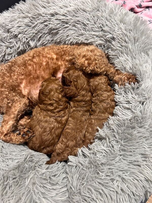 Cockapoo puppies for sale in Havant, Hampshire – 5 weeks old - Image 4 of 6