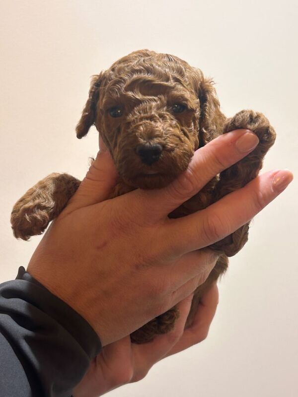 Cockapoo puppies for sale in Havant, Hampshire – 5 weeks old - Image 5 of 6