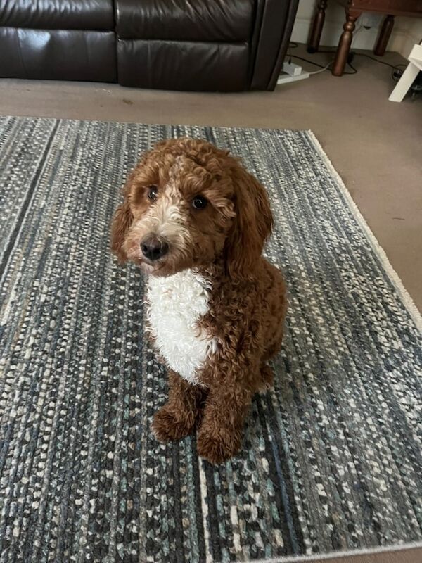 Cockapoo puppies for sale in Worthing, West Sussex – 1 year old