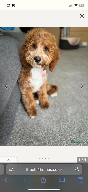 Cockapoo puppies for sale in Worthing, West Sussex – 1 year old - Image 2 of 2