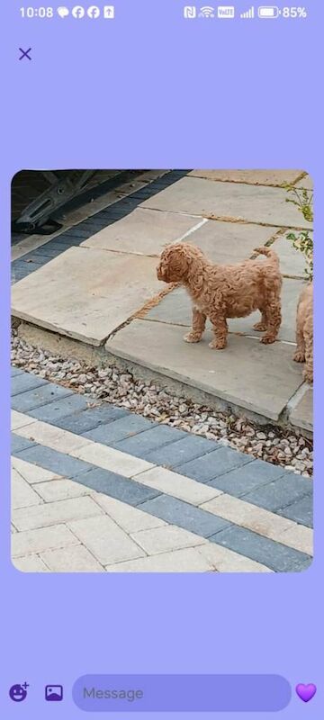 Cockapoo s all males - Image 3 of 5