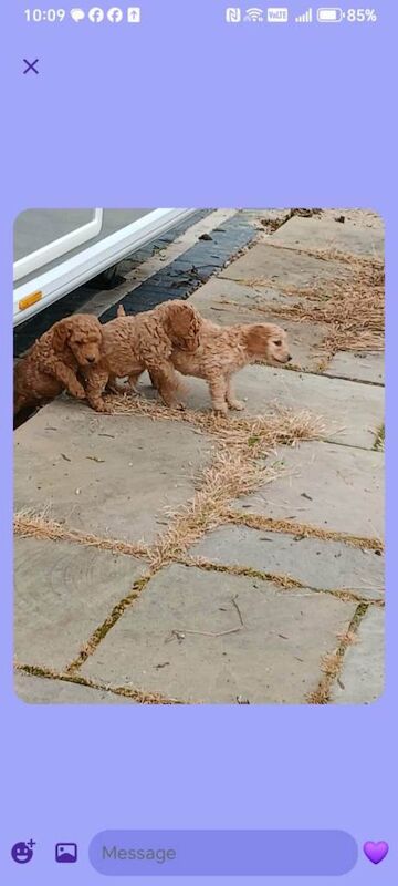 Cockapoo s all males - Image 4 of 5