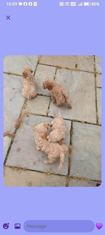 Cockapoo s all males - Image 5 of 5