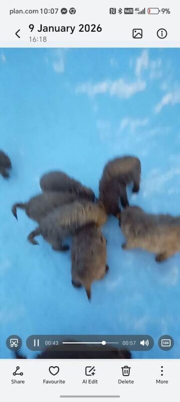 Cockapoo puppies for sale in Aberdeen, City of Aberdeen – 9 weeks old