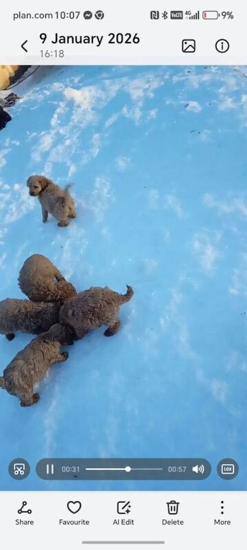 Cockapoo puppies for sale in Aberdeen – 11 weeks old - Image 2 of 5