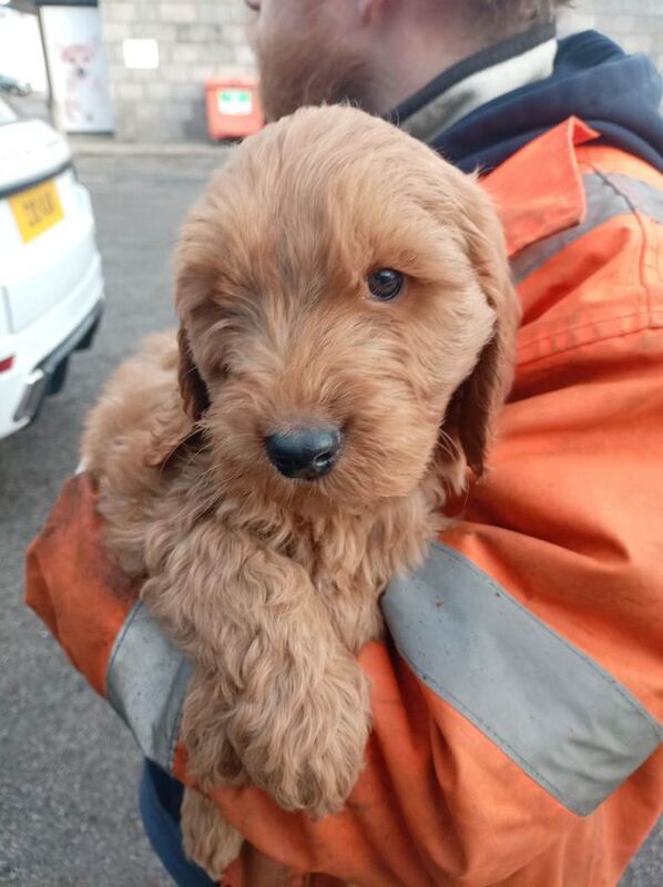 Cockapoo puppies for sale in Aberdeen – 11 weeks old - Image 5 of 5