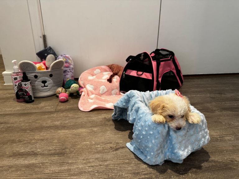 Cockapoo puppies for sale in Barking, Greater London – 11 weeks old - Image 3 of 5