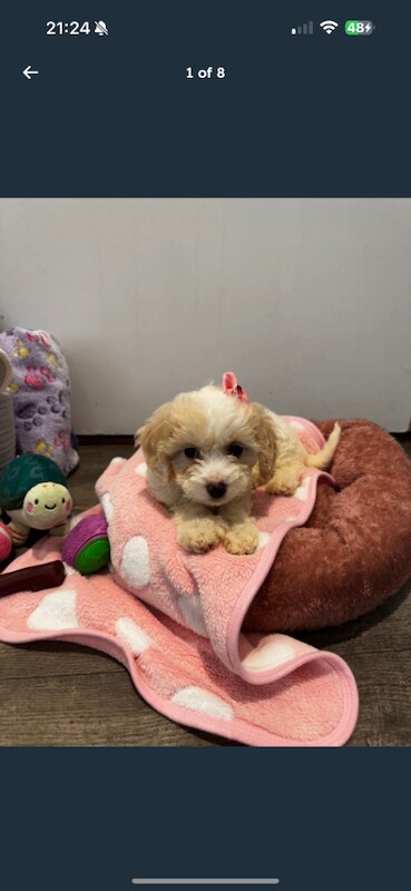 Cockapoo puppies for sale in Barking, Greater London – 11 weeks old