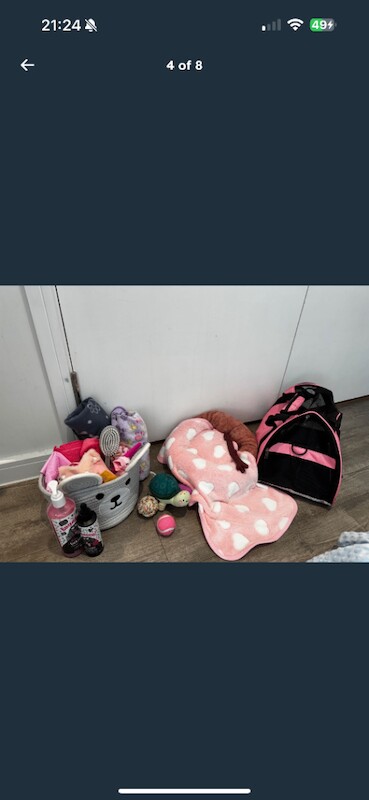 Cockapoo puppies for sale in Barking, Greater London – 4 months old - Image 2 of 6