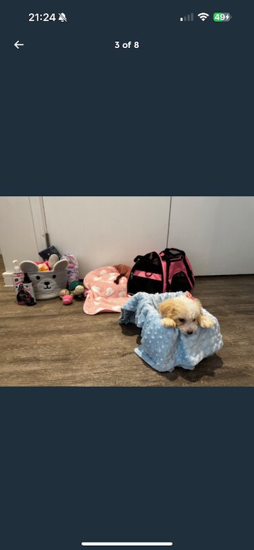 Cockapoo puppies for sale in Barking, Greater London – 4 months old - Image 3 of 6