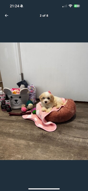 Cockapoo puppies for sale in Barking, Greater London – 4 months old - Image 4 of 6