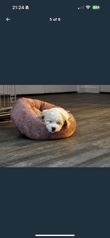 Cockapoo puppies for sale in Barking, Greater London – 4 months old - Image 5 of 6