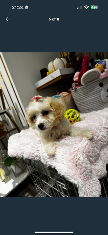 Cockapoo puppies for sale in Barking, Greater London – 4 months old - Image 6 of 6