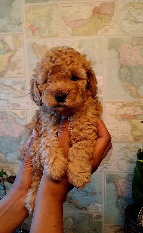 Cockapoo puppies for sale in Acocks Green, West Midlands – KC registered, 5 weeks old - Image 2 of 3