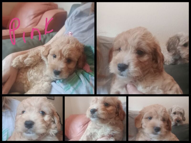 Cockapoo with jack Russell Ready soon!