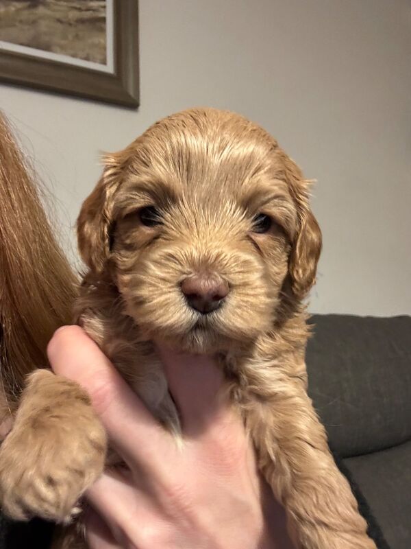 Cockapoo puppies for sale in Ipswich, Suffolk – 3 months old - Image 2 of 4