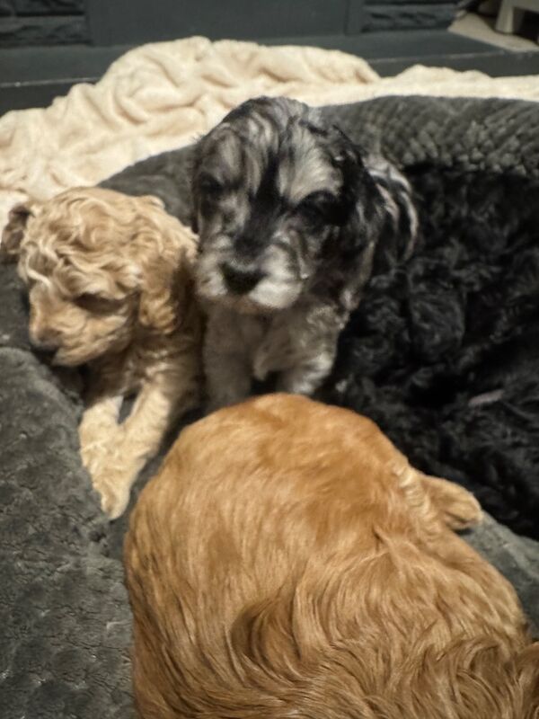 Cockapoo puppies for sale in Ipswich, Suffolk – 3 months old - Image 3 of 4