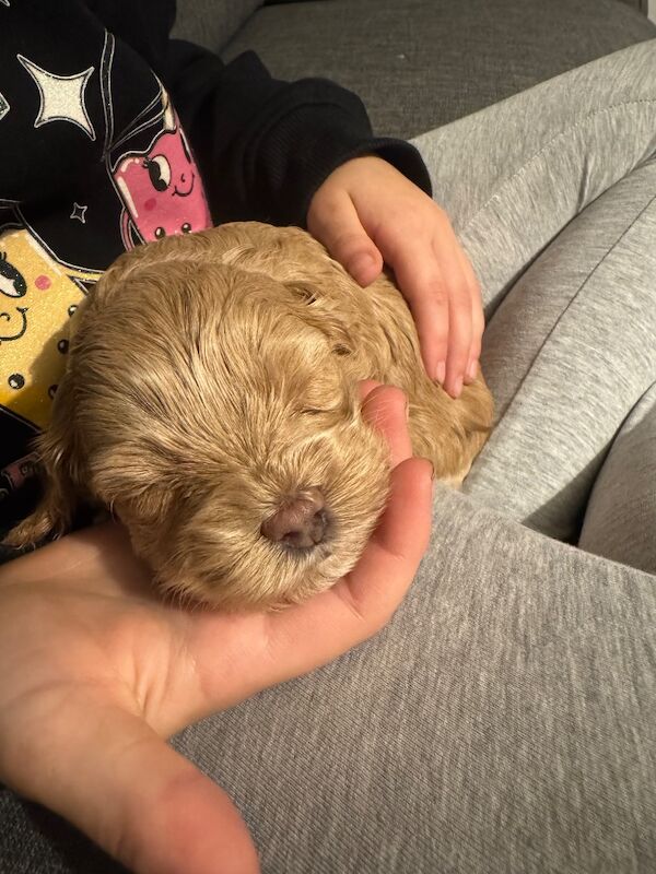 Cockapoo puppies for sale in Ipswich, Suffolk – 3 months old - Image 4 of 4