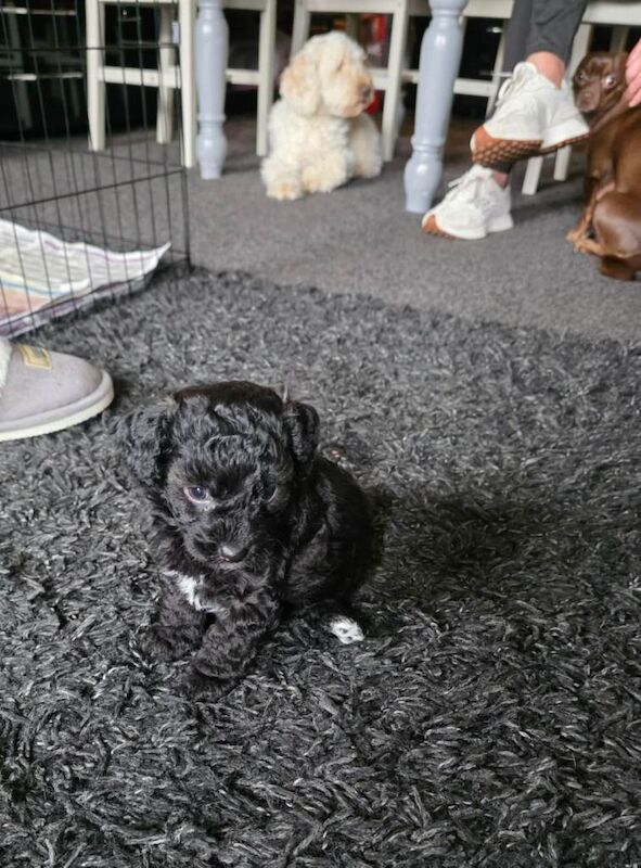 Cockapoo x chihuahua puppies