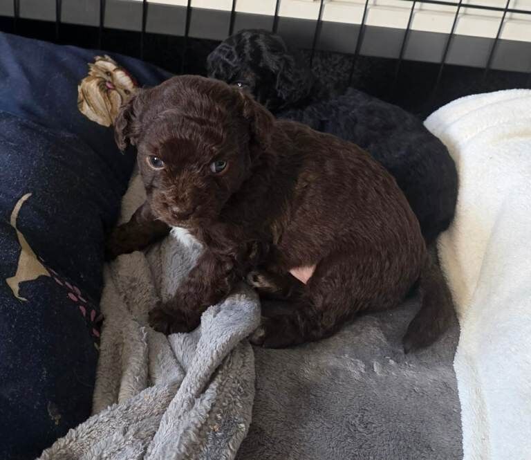 Cockapoo x chihuahua puppies - Image 2 of 6