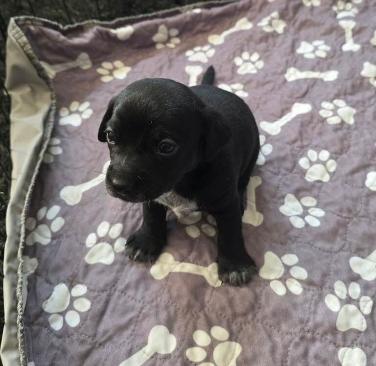 Cockapoo x chihuahua puppies - Image 3 of 6