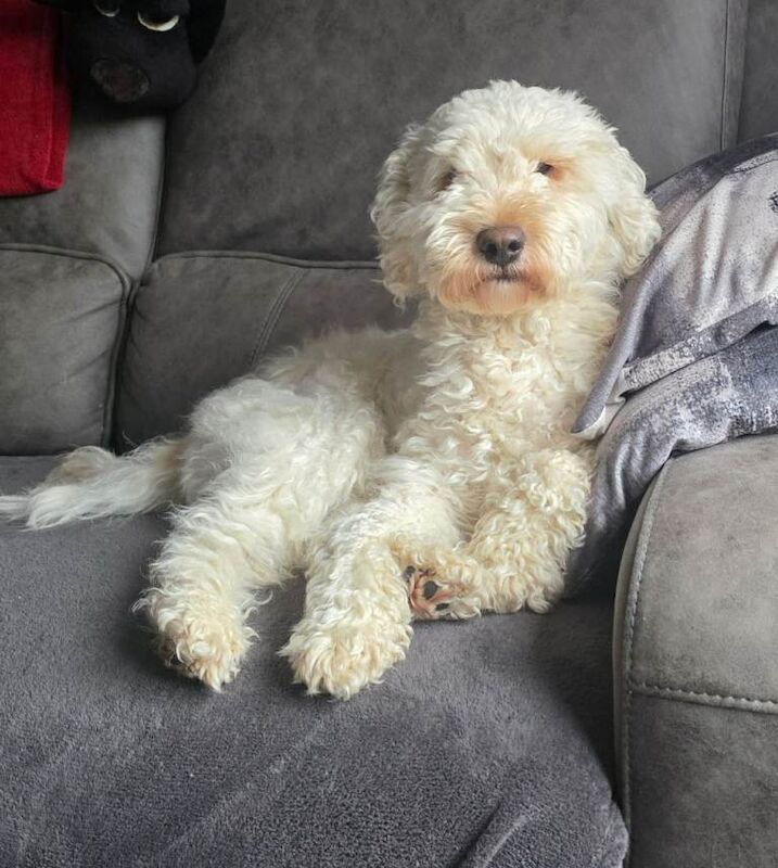 Cockapoo x chihuahua puppies - Image 5 of 6