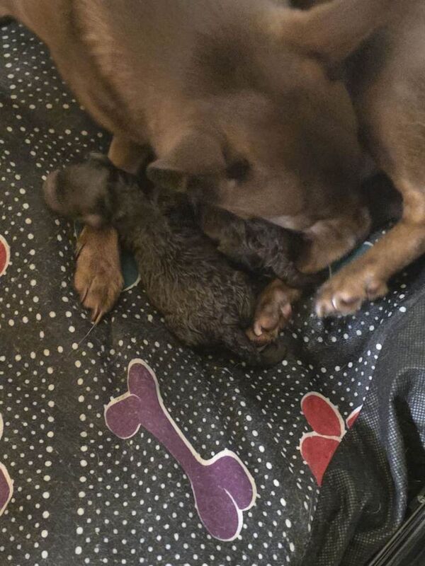 Cockapoo x chihuahua puppies - Image 6 of 6