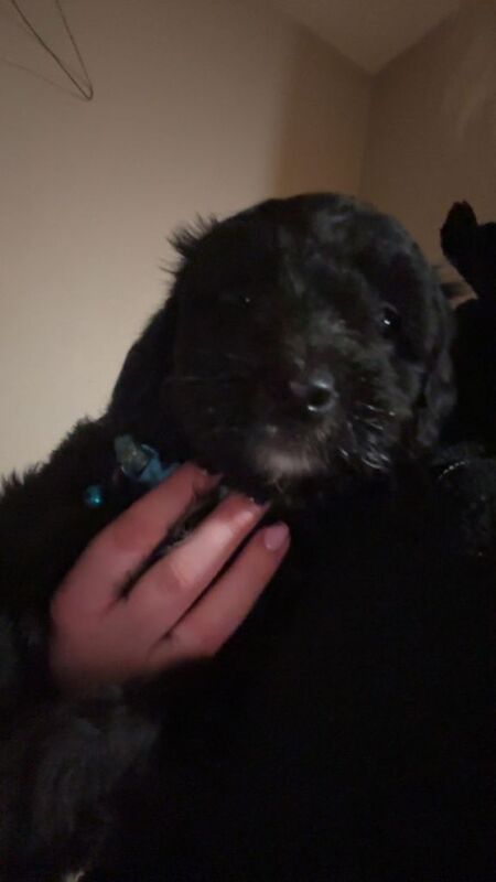 Cockapoo puppies for sale in Dungannon, County Tyrone – 11 weeks old - Image 2 of 5