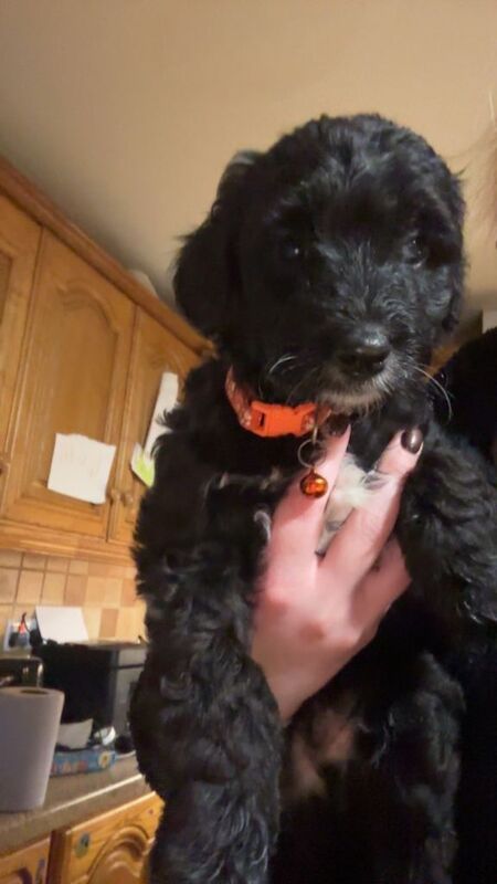 Cockapoo puppies for sale in Dungannon, County Tyrone – 11 weeks old - Image 3 of 5