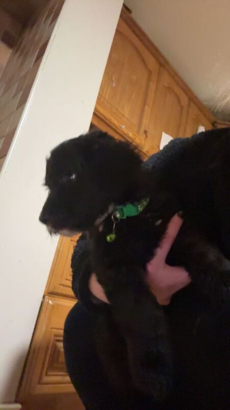 Cockapoo puppies for sale in Dungannon, County Tyrone – 11 weeks old - Image 4 of 5