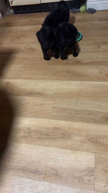 Cockapoo puppies for sale in Dungannon, County Tyrone – 11 weeks old - Image 5 of 5