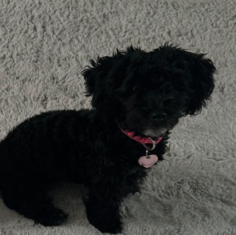 Cockapoo Puppies For Sale Under £1,000