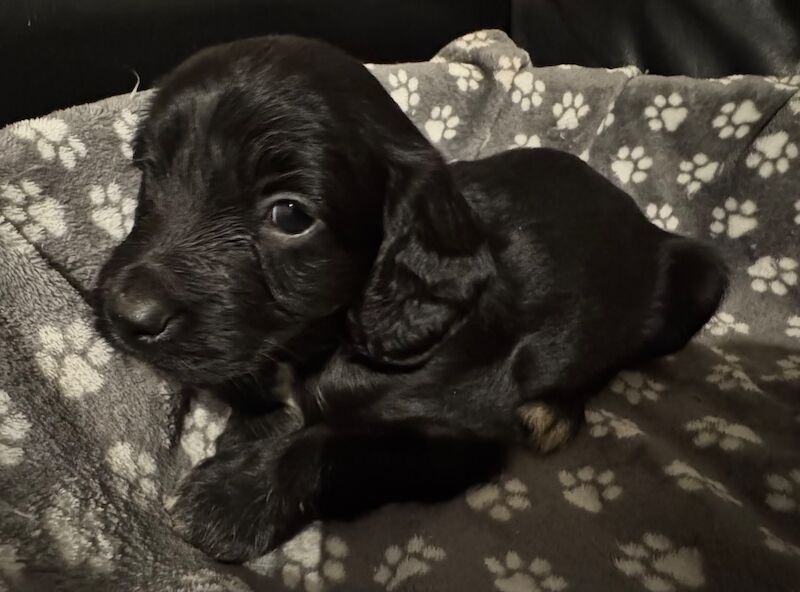 Black Cockapoo puppies for sale in Wisbech, Cambridgeshire – 6 weeks old