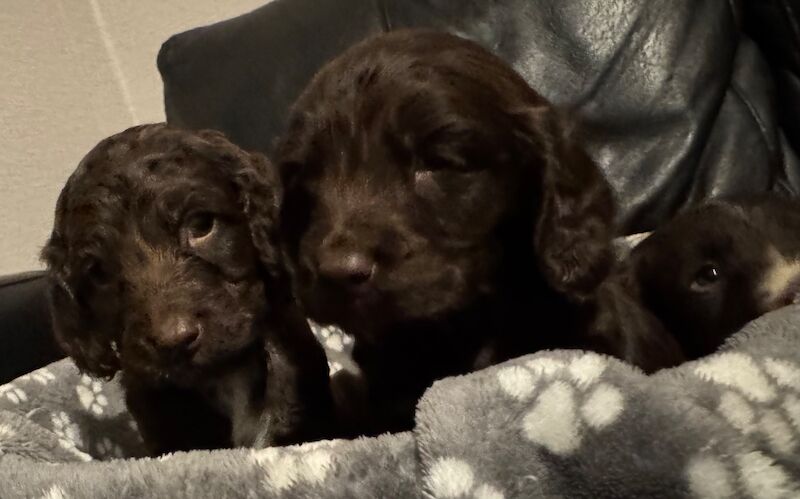Cockapoo puppies for sale in Wisbech, Cambridgeshire – 6 weeks old - Image 3 of 9