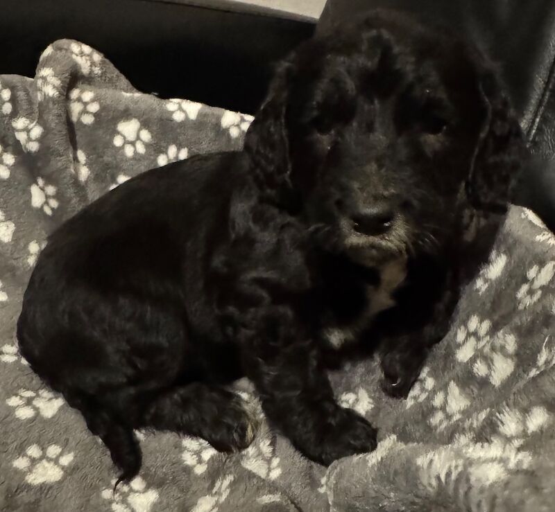 Cockapoo puppies for sale in Wisbech, Cambridgeshire – 6 weeks old - Image 4 of 9