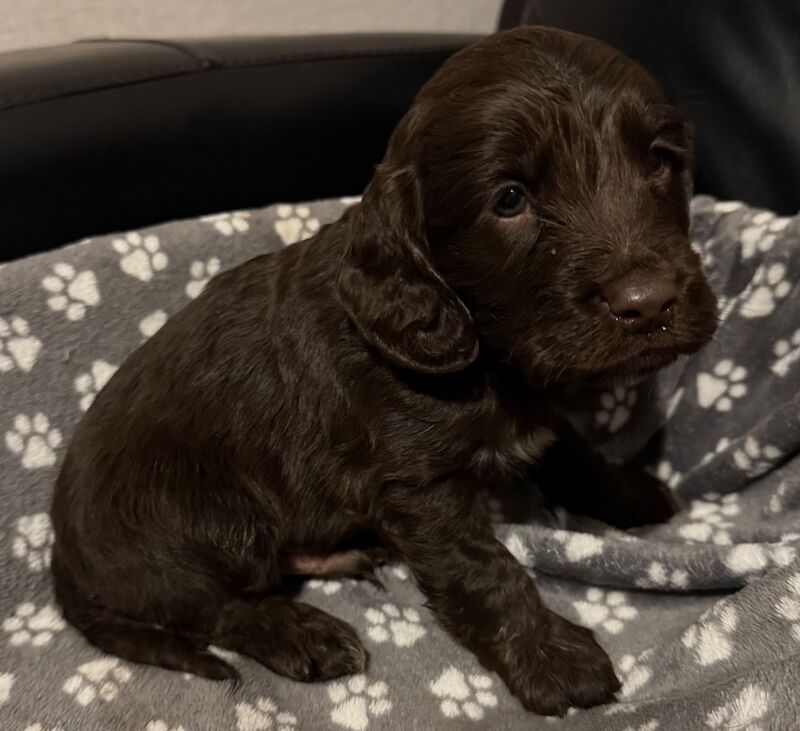Cockapoo puppies for sale in Wisbech, Cambridgeshire – 6 weeks old - Image 5 of 9