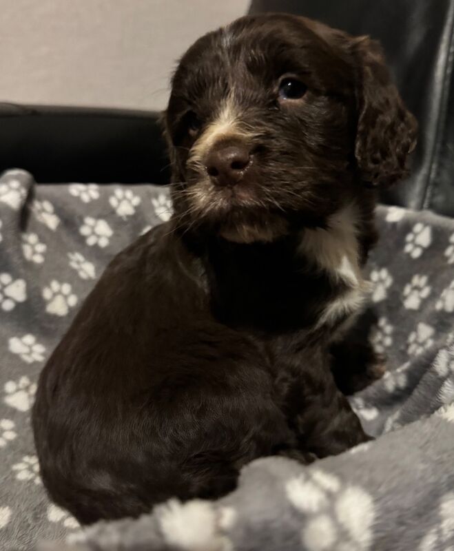 Cockapoo puppies for sale in Wisbech, Cambridgeshire – 6 weeks old - Image 6 of 9